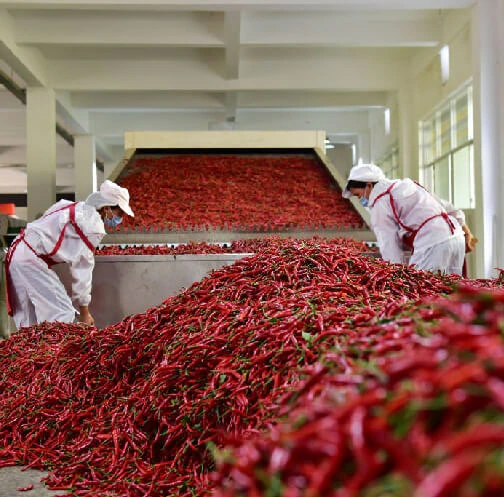 Red Chilli — photograph 4