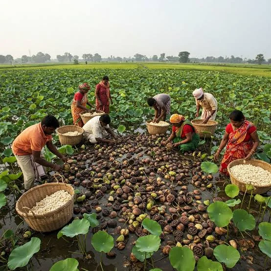 Makhana (Fox Nuts) — photograph 4