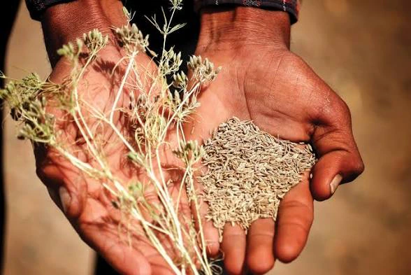 Cumin — photograph 4