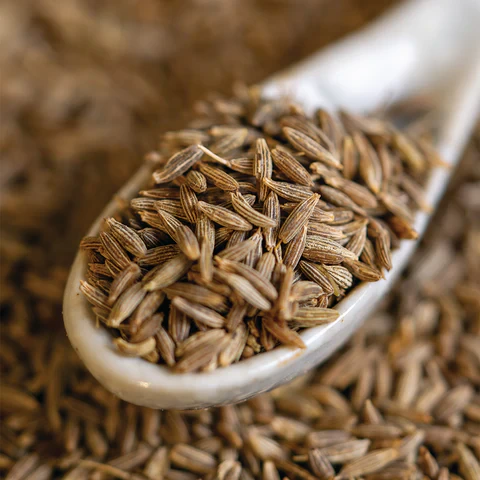 Cumin — photograph 2
