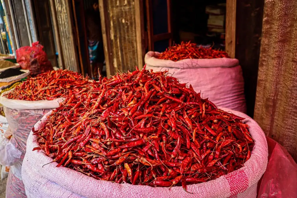 Red Chilli — photograph 3