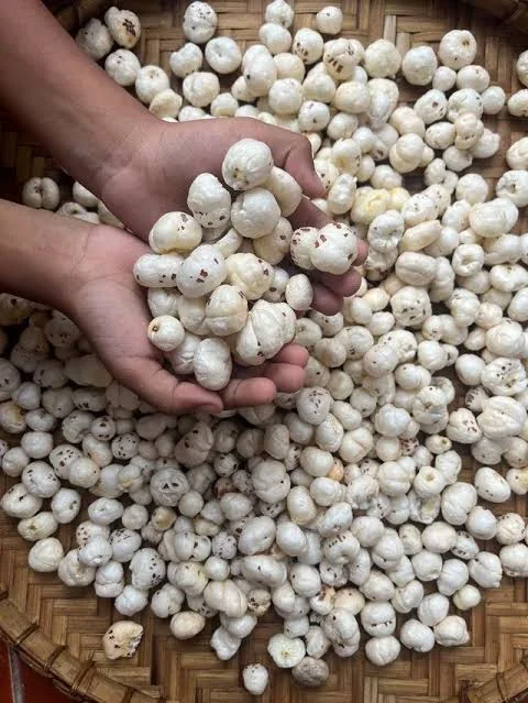 Makhana (Fox Nuts) — photograph 3