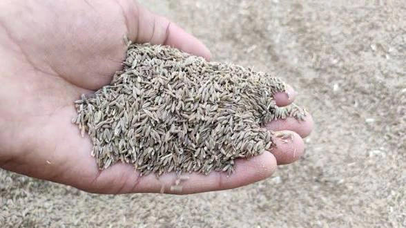 Cumin — photograph 3