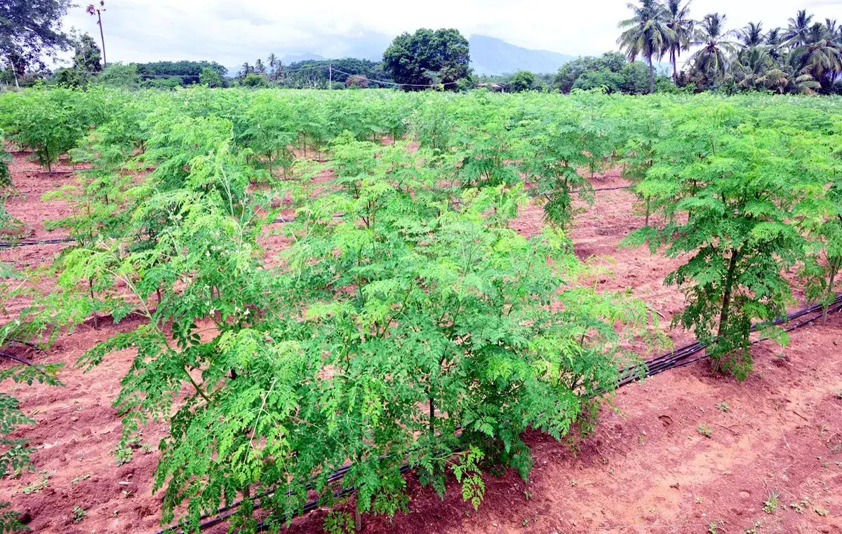 Moringa — photograph 4